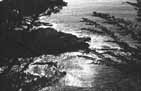 thumbnail of Monterey Pines and Rocky Point