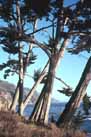 thumbnail of Leaning trees