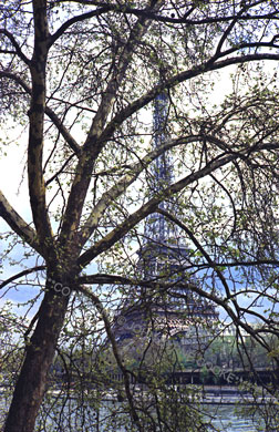 Eiffel Tower through tree, no. 1, 1969