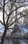 thumbnail of Eiffel Tower through tree, no. 1